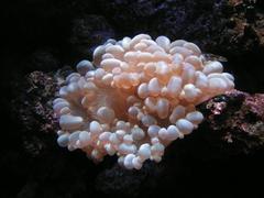 Plerogyra sinousa at Sea Life Helsinki oceanarium