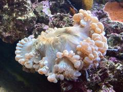 Bubble coral underwater