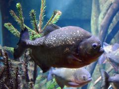 Black-tailed piranha in a tank