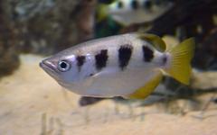 Largescale archerfish swimming near a rocky underwater surface