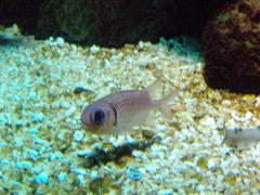 Squirrelfish in an aquarium at Sea Life Helsinki