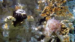 Sea Life Helsinki aquarium exhibit