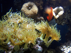 Sea Life Helsinki aquarium interior