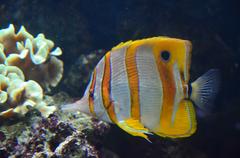 Chelmon rostratus, commonly known as the copperband butterflyfish