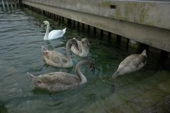 Young swans on Lake Geneva in Switzerland