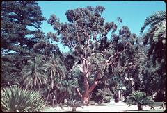 Angophora lanceolata tree in Botanic Garden, Cape Town, 1962