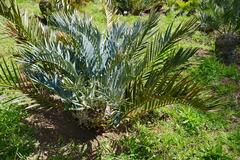 Bushman's River Cycad in Kirstenbosch National Botanical Garden