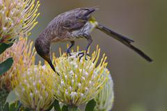 Cape Sugarbird at Kirstenbosch National Botanical Garden