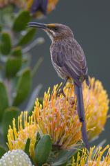 Cape Sugarbird at Kirstenbosch National Botanical Garden, Cape Town