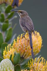 Cape Sugarbird perched on a vibrant yellow flower in Kirstenbosch National Botanical Garden