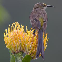 Cape Sugarbird perched on a protea flower at Kirstenbosch National Botanical Garden