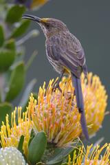 Cape Sugarbird perched on a protea flower at Kirstenbosch National Botanical Garden