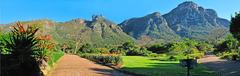 Panoramic view of Kirstenbosch National Botanical Garden with Table Mountain in the background