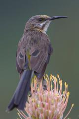 Kirstenbosch National Botanical Garden landscape