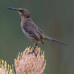 Kirstenbosch National Botanical Garden