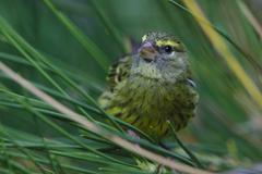 Female Forest Canary at Kirstenbosch