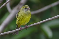 female forest canary at Kirstenbosch National Botanical Garden