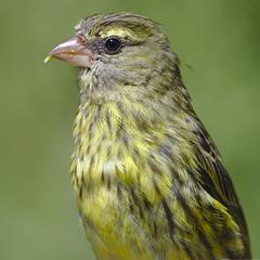 Forest Canary female at Kirstenbosch