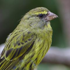 Female Forest Canary at Kirstenbosch National Botanical Garden