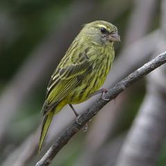 female Forest Canary at Kirstenbosch National Botanical Garden