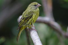 female Forest Canary on a branch at Kirstenbosch National Botanical Garden