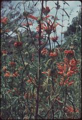 Leonotis Leonurus flower at Kirstenbosch National Botanical Garden