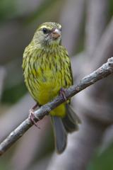 female Forest Canary perched on a branch at Kirstenbosch National Botanical Garden