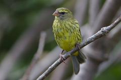 female Forest Canary at Kirstenbosch