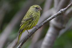 Female Forest Canary at Kirstenbosch