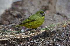 male Forest Canary perched on a branch