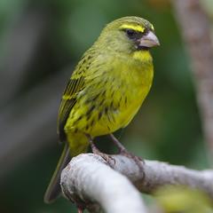 Male Forest Canary in Kirstenbosch National Botanical Garden