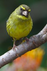 Forest canary male at Kirstenbosch National Botanical Garden