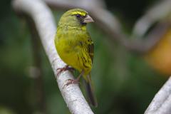 male forest canary at Kirstenbosch National Botanical Garden