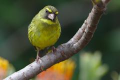 Male Forest Canary at Kirstenbosch National Botanical Garden