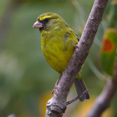 male Forest Canary at Kirstenbosch