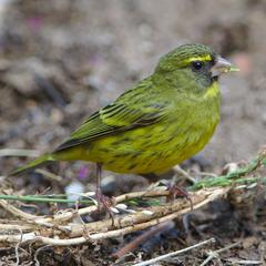 Male Forest Canary at Kirstenbosch National Botanical Garden