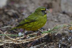 Male forest canary at Kirstenbosch National Botanical Garden