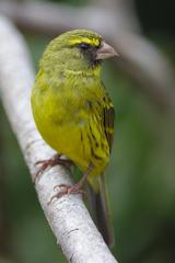 Forest canary perched on a branch