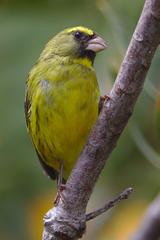 male Forest Canary at Kirstenbosch National Botanical Garden