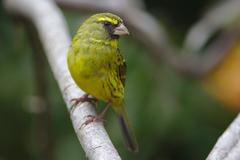 Forest canary, Crithagra scotops, male at Kirstenbosch