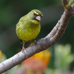 male Forest Canary at Kirstenbosch National Botanical Garden