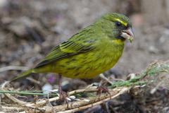 Forest Canary male at Kirstenbosch