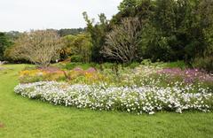 Indigenous Cape flowers in Kirstenbosch Botanical Gardens