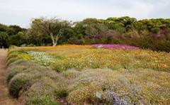 Indigenous flowers in Kirstenbosch Botanical Gardens