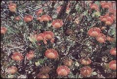 Leucospermum nutans flower in Kirstenbosch National Botanical Garden, 1962