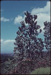 Silvertrees at Kirstenbosch National Botanical Garden on December 14, 1962