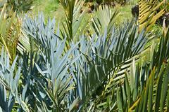 Bushman's River Cycad at Kirstenbosch National Botanical Garden