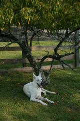 White German Shepherd resting under a tree