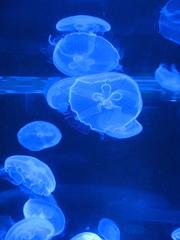 Ocean World Moon Jellies