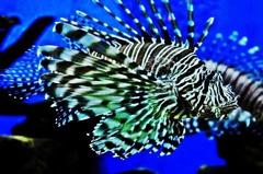 Lionfish at Manila Ocean Park